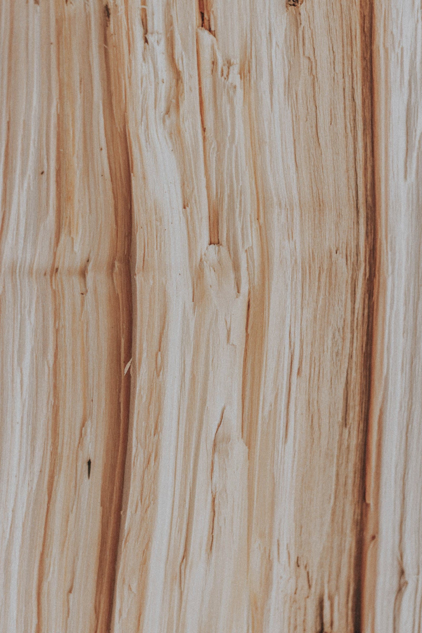Birch wood grain close-up